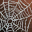 etc cobweb i00 Сервера Lineage 2