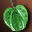 etc fruit green i00 Сервера Lineage 2