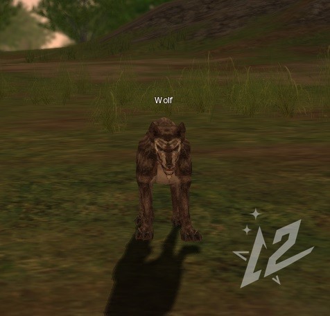 Wolf