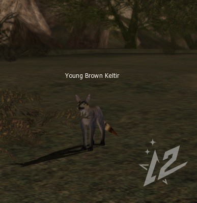 Young Brown Keltir