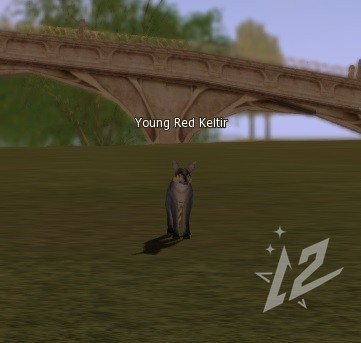 Young Red Keltir