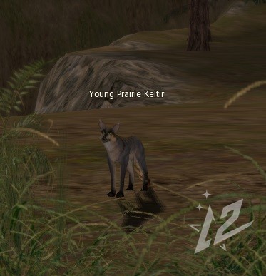 Young Prairie Keltir 1 lvl 1 Young Prairie Keltir