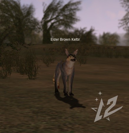 Elder Brown Keltir 3 lvl 1 Elder Brown Keltir