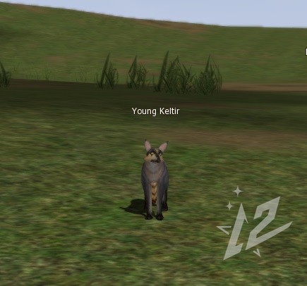 Young Keltir 1 lvl 1 Young Keltir